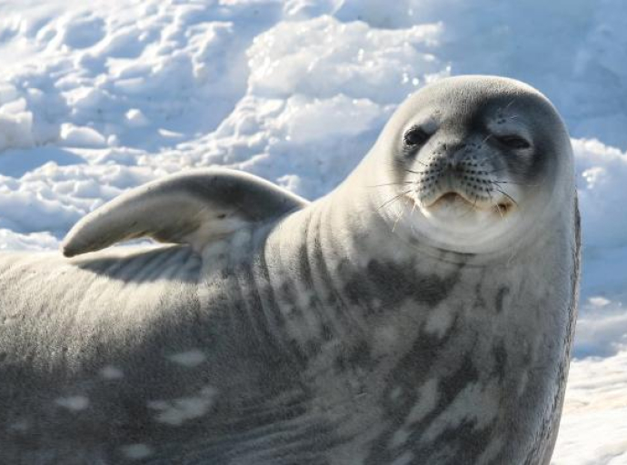 Antarktička divljina u opasnosti: Ozonska rupa izaziva “opekotine od sunca” kod životinja