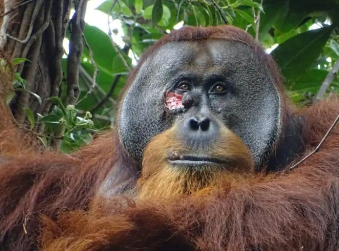 Orangutan viđen kako ranu na licu iscjeljuje ljekovitom biljkom, baš poput čovjeka