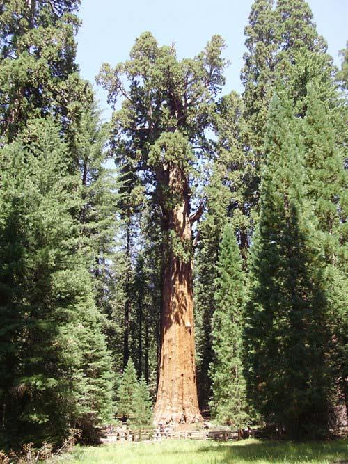 10 generalsherman