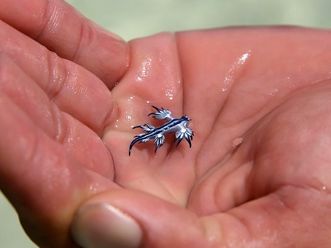 Glaucus atlanticus4