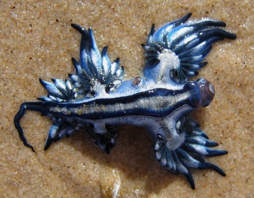 Glaucus atlanticus6