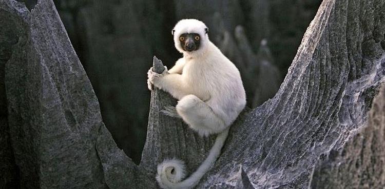 Tsingy de Bemaraha