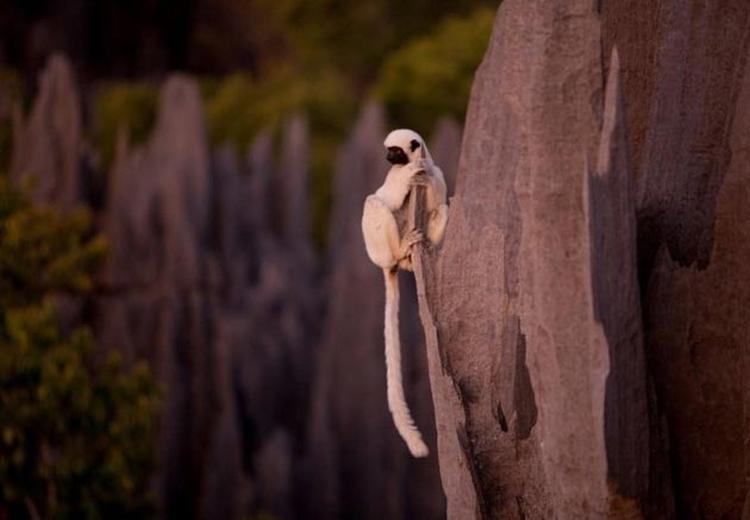 Tsingy de Bemaraha2