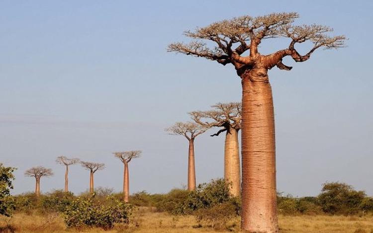 baobab