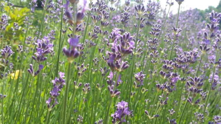 lavanda 1 1024x576