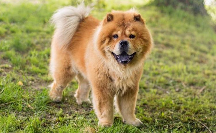 Chow Chow sur lherbe