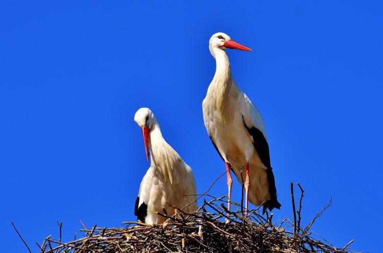 stork 1600684532