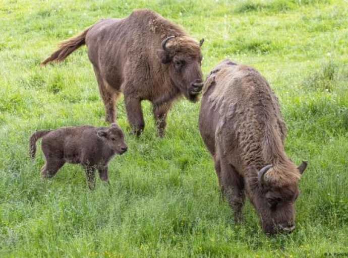 Kako su bizoni spašeni od izumiranja
