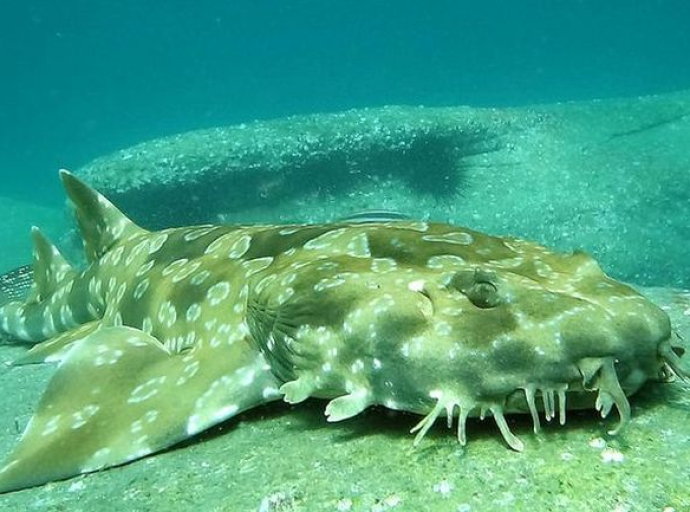 Morski pas Wobbegong – Najčudniji, ali i najfascinantniji