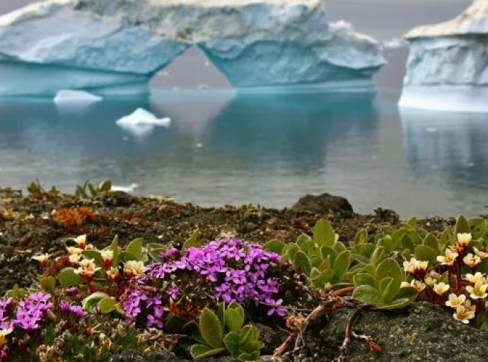 Zbog drastičnog porasta temperatura Antarktik je počeo - cvjetati