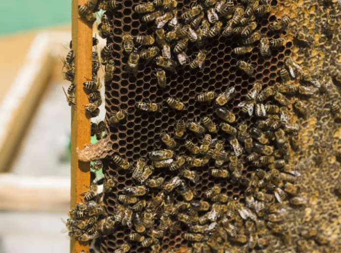 1000 zašto: Kako pčele prave med?