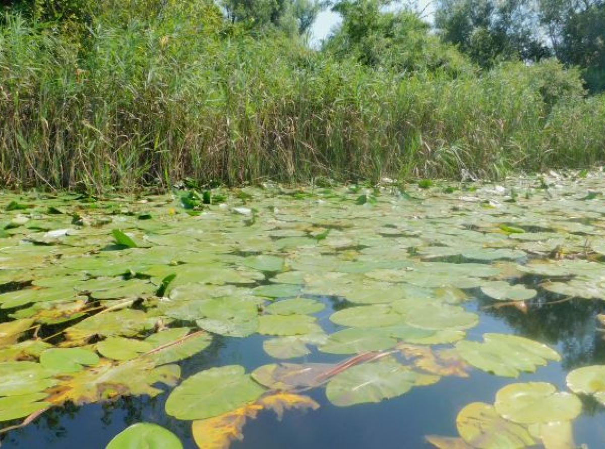 WWF: Hutovo blato izgubilo 50 posto pritoka vode, prijeti nestanak