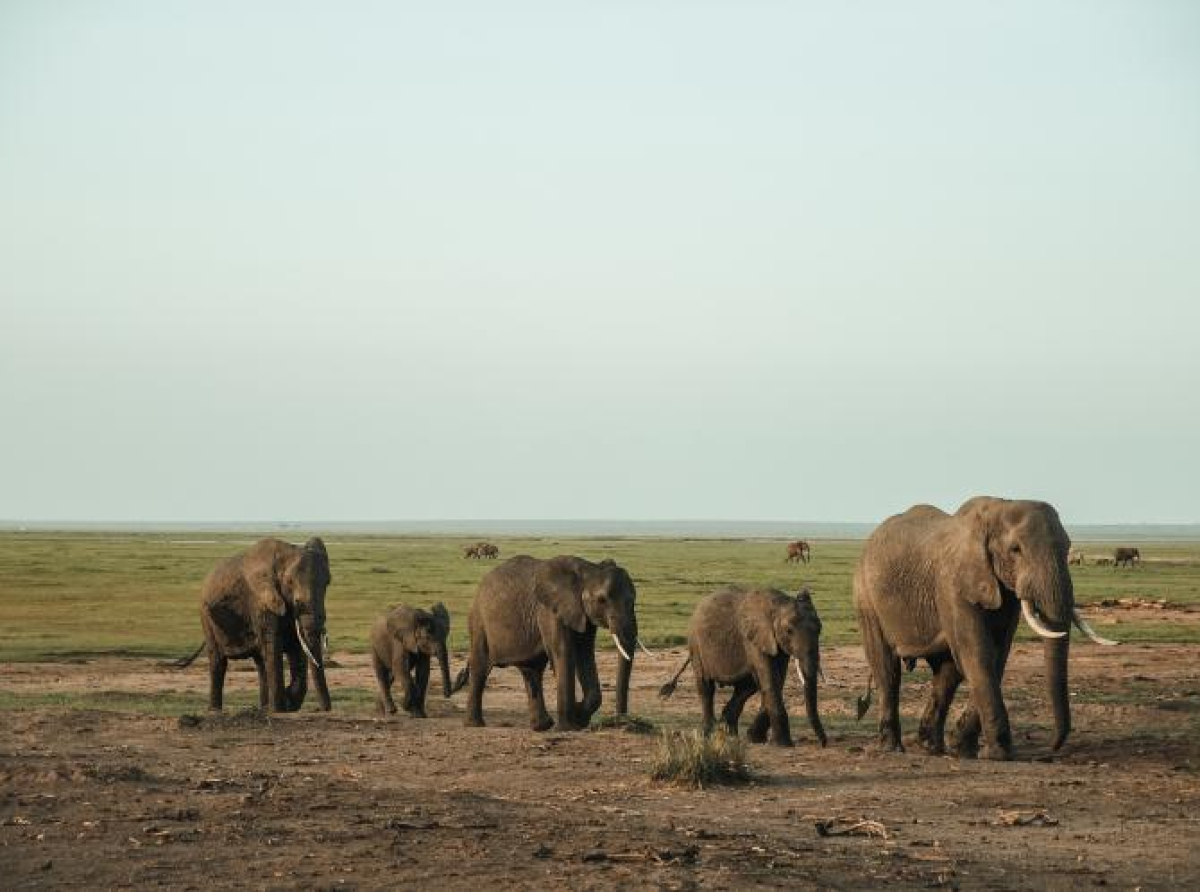 Zanimljivo otkriće: Slonovi jedni drugima daju imena?
