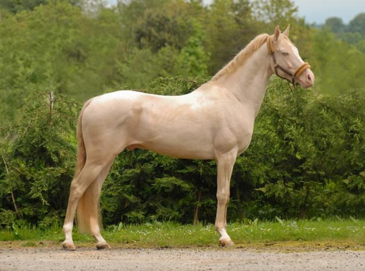 Prekrasni Akhal-teke konji