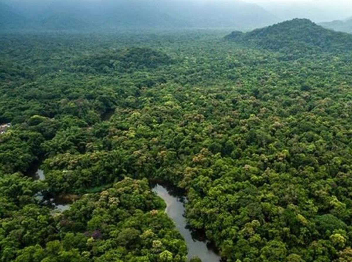 U prošloj godini krčenje šuma u Amazoniji smanjeno za skoro 50 odsto