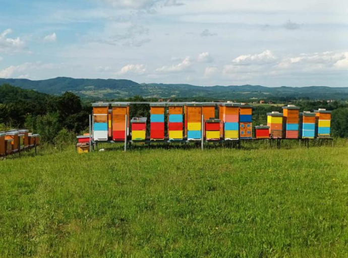 Pčelari širom BiH odustaju od posla: Klimatske promjene guše proizvodnju meda 