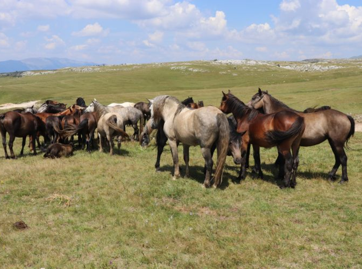 Livanjski divlji konji bez zaštite: Kradu ih, preprodaju, ubijaju