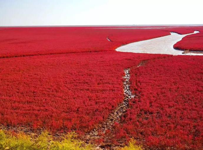 Čudo prirode: Crvena plaža u Kini