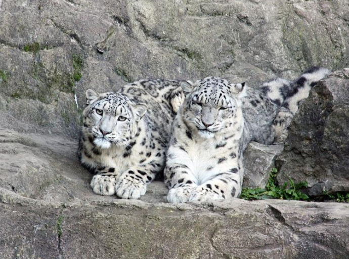 Ugrožena vrsta - Indija ima 718 snježnih leoparda