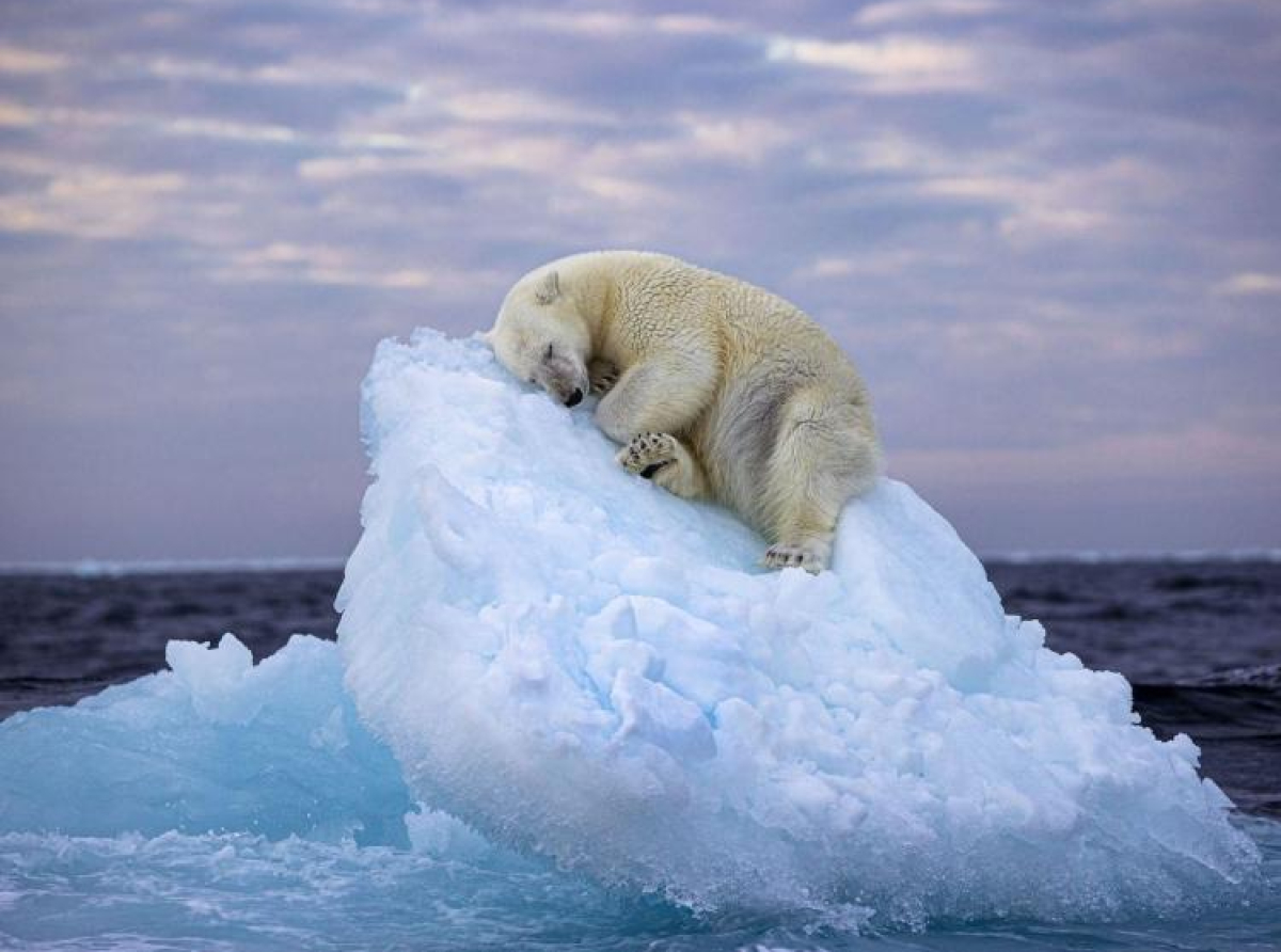 Nagrađena fotografija polarnog medvjeda - polarna staništa nestaju zbog klimatske krize