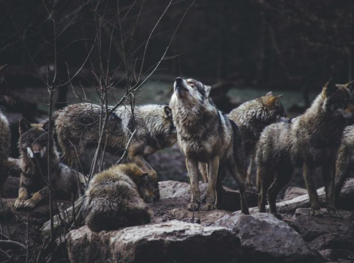 Mutirani vukovi oko Černobila razvili otpornost na rak