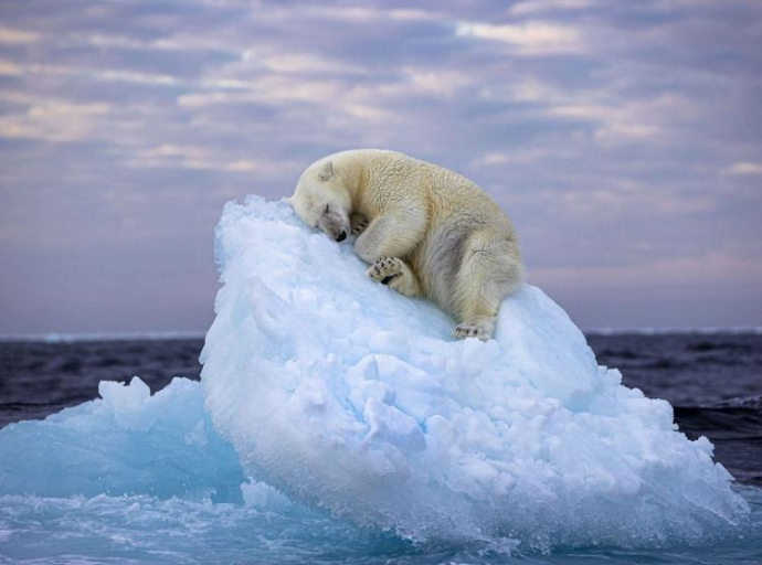 Bez leda polarni medvjedi će umirati od gladi 