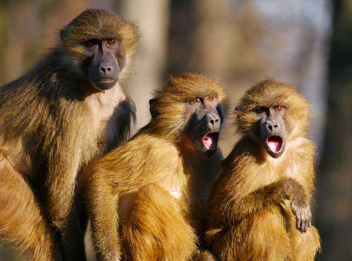 Istraživanje pokazalo da mladi majmuni vole da zadirkuju roditelje