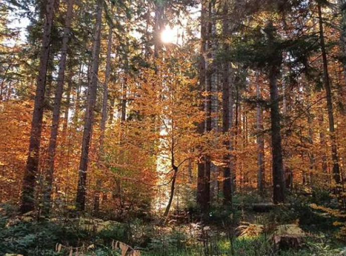 Savez za šume: Otvorena Javna rasprava o Zakonu o šumama FBiH