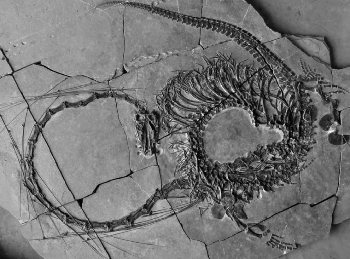 U Kini otkriven potpuni fosil „zmaja“ star 240 miliona godina