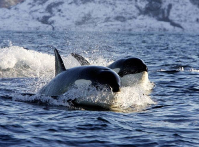Zašto kitovi i foke bježe iz arktičkih područja