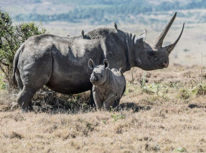 U 2023. u Južnoj Africi ubijeno 499 nosoroga