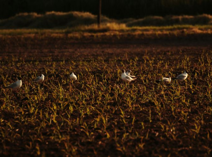 Studija: Ptice i insekti mogu povećati prinose u poljoprivredi za 25% 