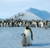 Hiljade mladunaca carskih pingvina je uginulo - ova vrsta mogla bi da nestane do kraja vijeka