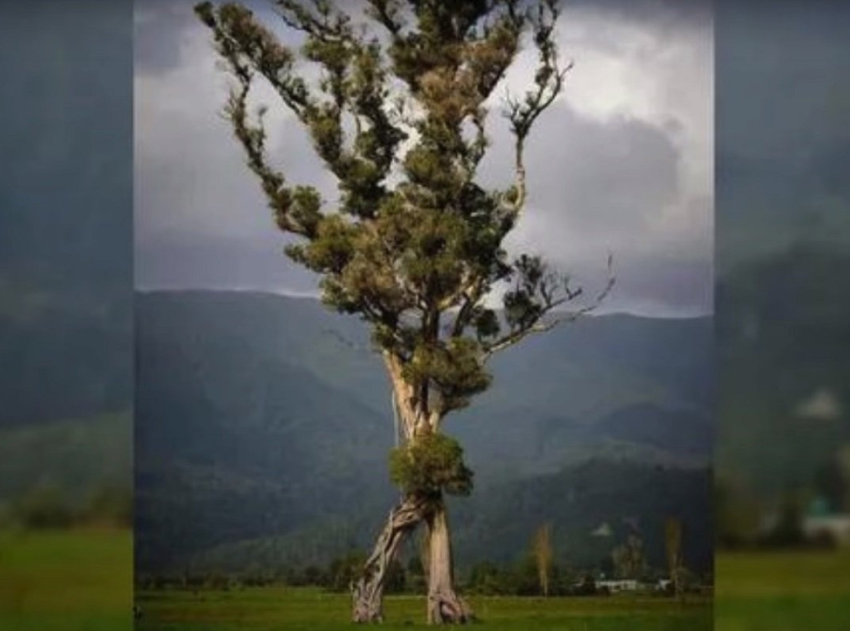 &quot;Drvo koje hoda&quot; -  novozelandsko stablo godine