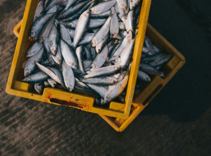 Ribar upozorio na zastrašujući uticaj industrije omega-3 masnih kiselina na životnu sredinu