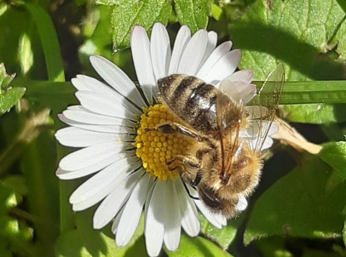 Istraživanje: Insekti oprašivači, poput pčela, mnogo teže podnose zagađenje od biljnih štetočina