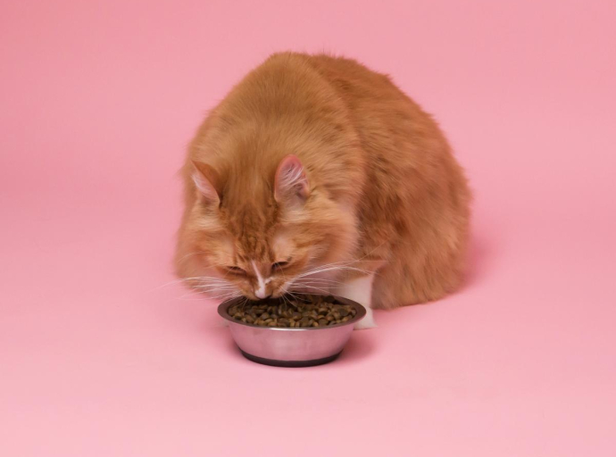 Ljeto i mačke: Kako se brinuti o njihovoj prehrani u toplim mjesecima? 