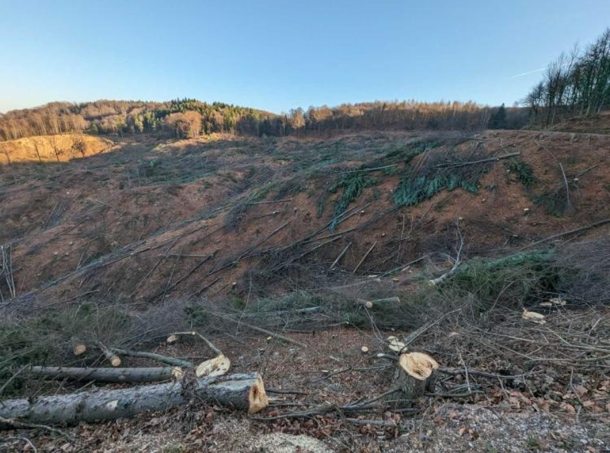 Sječa šume u BiH kao klimatski i ekološki problem