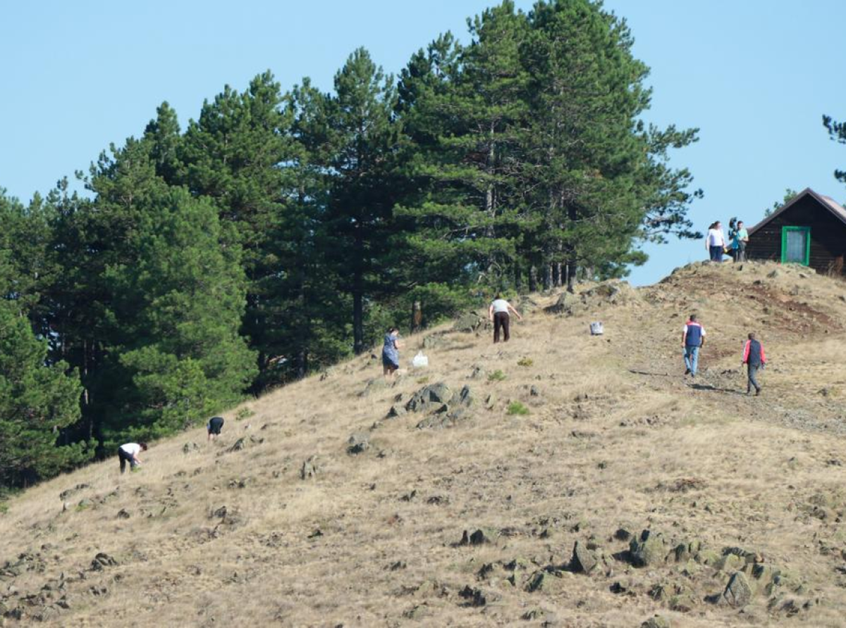 Branje trave ive na Ozrenu – biljka koja je zaštitila Gostilj i sačuvala običaje