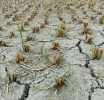 Otkriveno koliko tačno klimatske promjene pojačavaju intenzitet ekstremnih suša