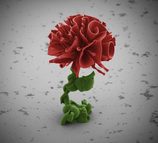 mikroskopsko cvijece1