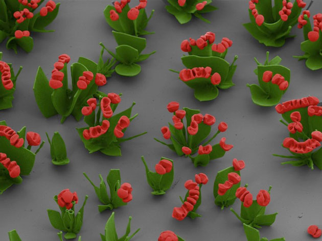 mikroskopsko cvijece2