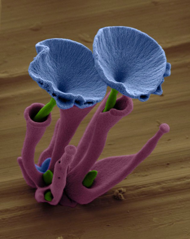 mikroskopsko cvijece3