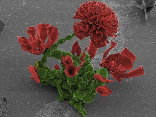 mikroskopsko cvijece6