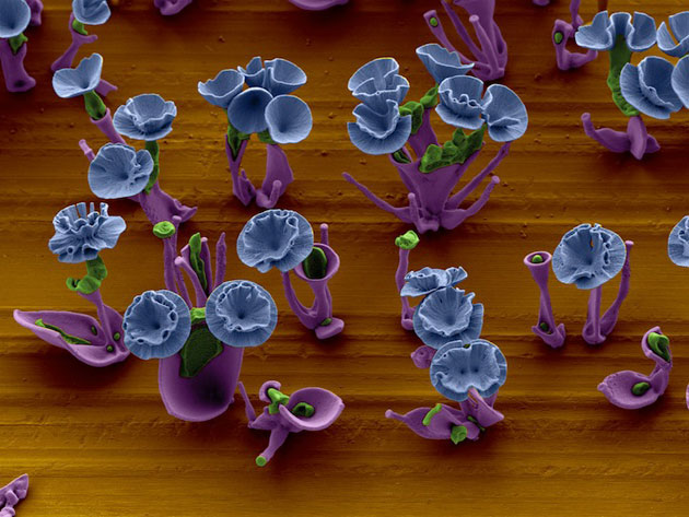 mikroskopsko cvijece7