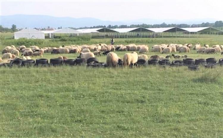 stado ovaca u ispasi kod mobilne bolnice u zaluzanima