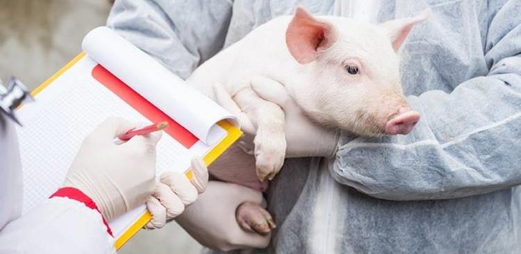 svinja veterinar foto istock