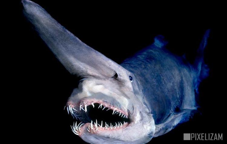 goblin shark