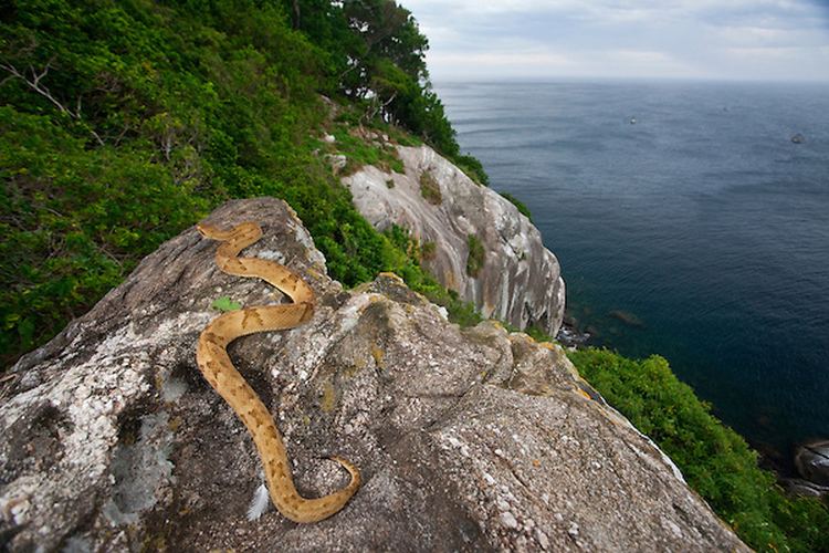 Ilha da Queimada Grande snake island in brazil