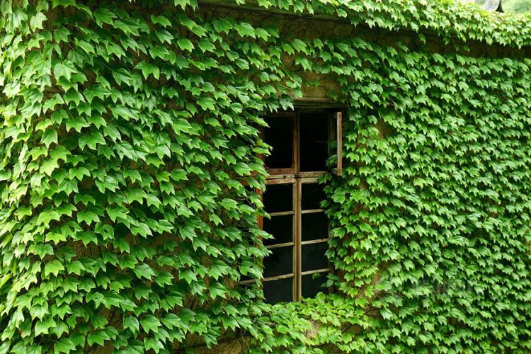 abandoned village zhoushan china 108